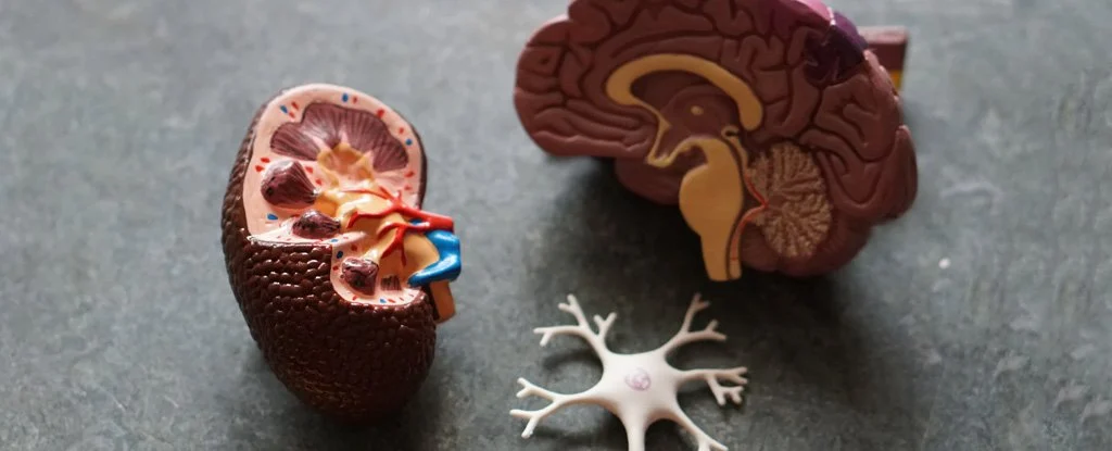 The Mammalian Brain Starts Eating Itself When It Doesn’t Get Enough Sleep