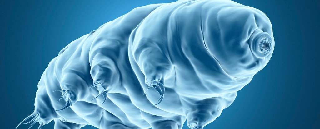 Tardigrades Have DNA Armour, And We Just Got Closer to Understanding How It Works